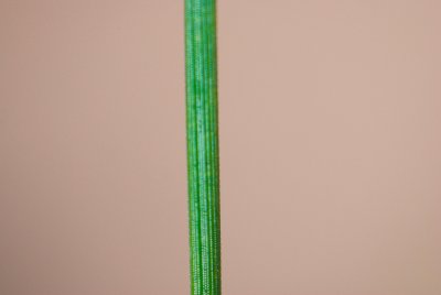 Pinus ponderosa - borovice těžká -jehlice detail